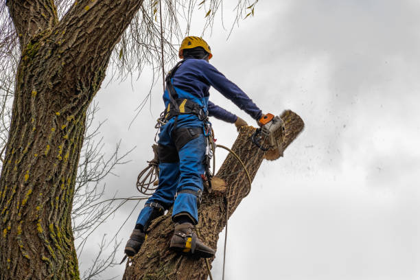 Best Storm Damage Tree Cleanup  in Essex Village, CT